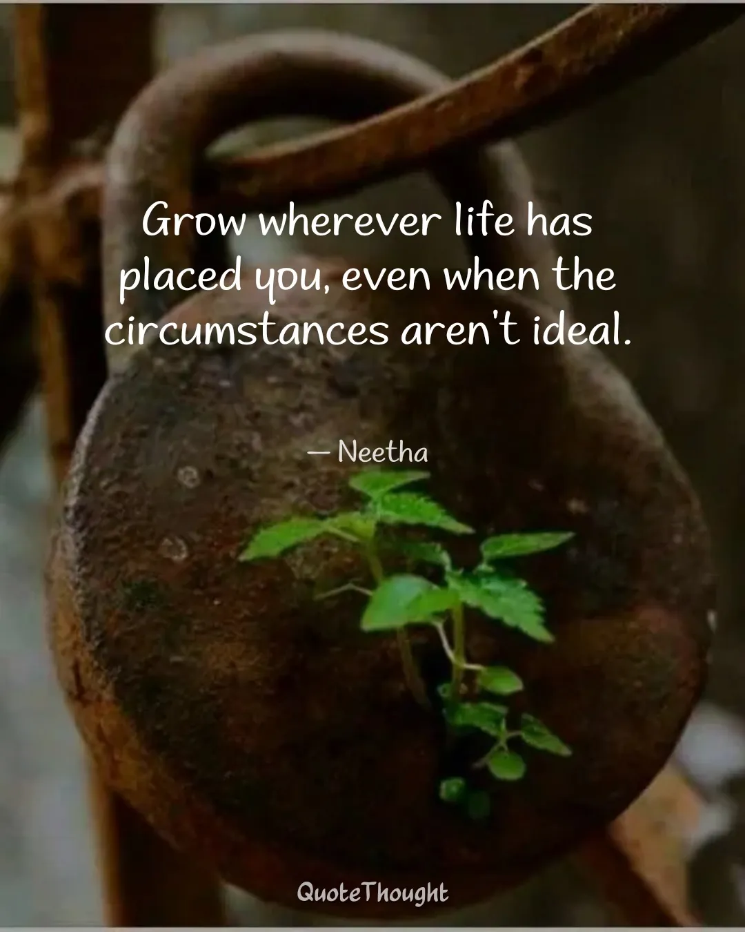 Quote: "Grow wherever life has placed you, even when the circumstances aren't ideal." — Neetha